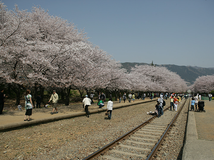 以前は桜祭り期間中のみ臨時列車が運行されていました
