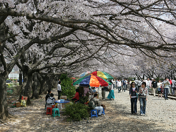 桜祭りの時期には多くの観光客で賑わいます