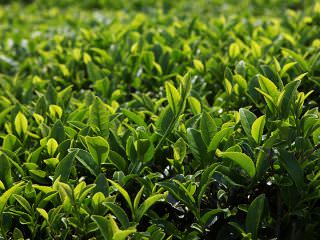 毎年５月上旬には、｢宝城茶香祭・緑茶大祭り｣が開催されます