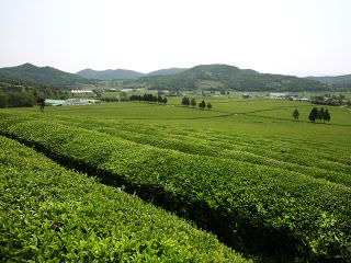 茶畑が最も美しい時期は５月