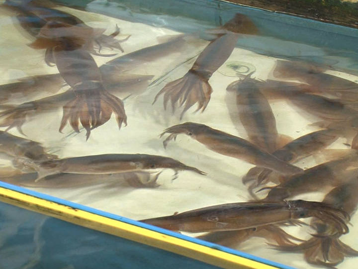 注文津港のすぐ近くにあり、獲れたての新鮮な魚介類をはじめ干物などがズラリと並ぶ、ザ・水産市場!