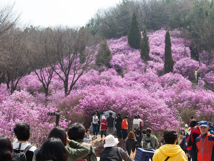 チンダルレ(カラムラサキツツジ)が咲き乱れ、一帯が桃・紫色につつまれます