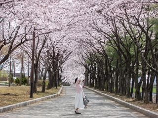 春は桜の名所