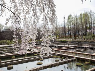 蓮の花などが観察できる「水生植物園」