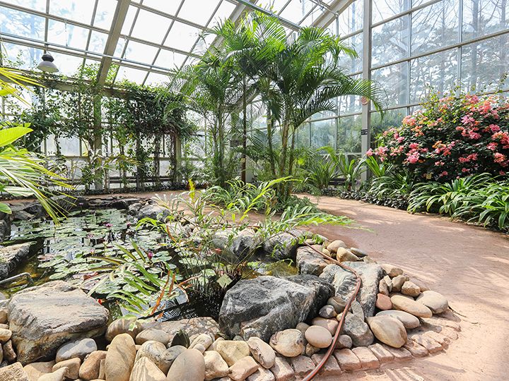 「温室」
「水質浄化園」のすぐ隣にある温室には、熱帯地域の水生植物など珍しい植物がたくさん。