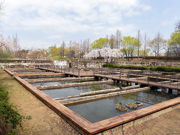 「水質浄化園」
薬品沈殿池を再活用して作られた場所で、水を浄化する水生植物なども観察できます。