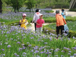５月に咲く菖蒲の花が美しい「ソウル菖蒲園」