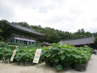 毎年６月６日には「霊山斎」、７月末頃には「ソウル蓮の花文化大祭り」が開催