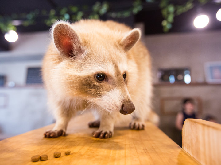 動物好き必見 弘大のアライグマカフェ おすすめの韓国人気カフェ 韓国旅行 コネスト