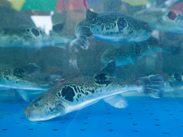1階入り口にあるフグの水槽