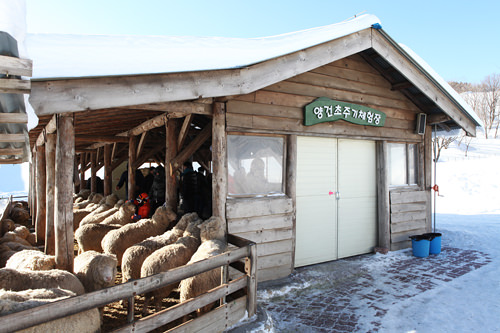 平昌オリンピックスキー競技開催地 平昌エリア完全ガイド 地方おすすめエリア 韓国旅行 コネスト