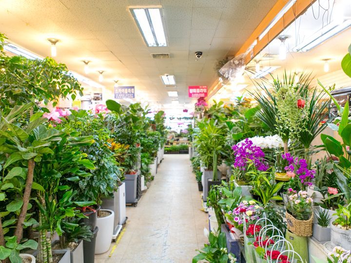 旅行中は見るだけがおすすめの花市場