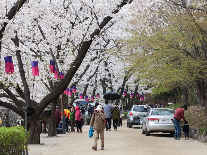 韓国のお花見の風景は日本とはちょっと違います