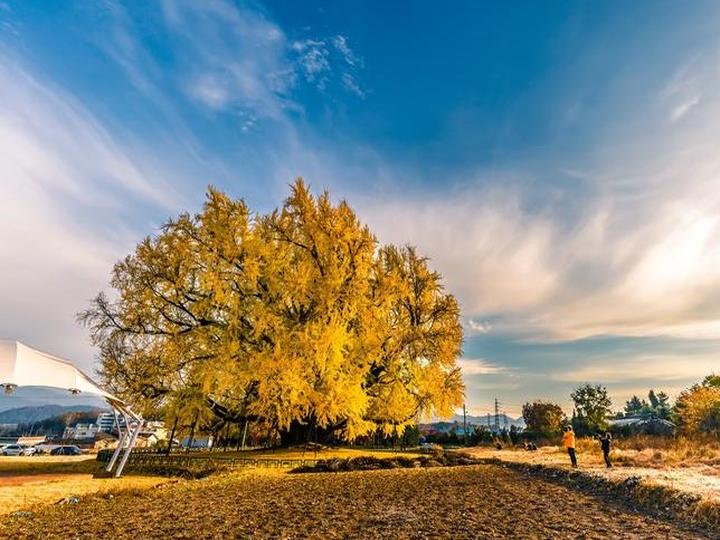 華やかな黄金のイチョウ Ginkgo - おしらせ - 水とみどり・花の