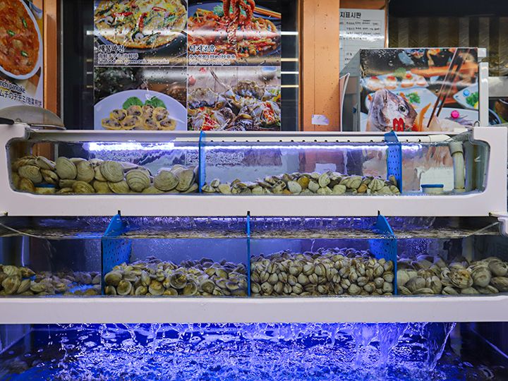 店内の水槽で管理