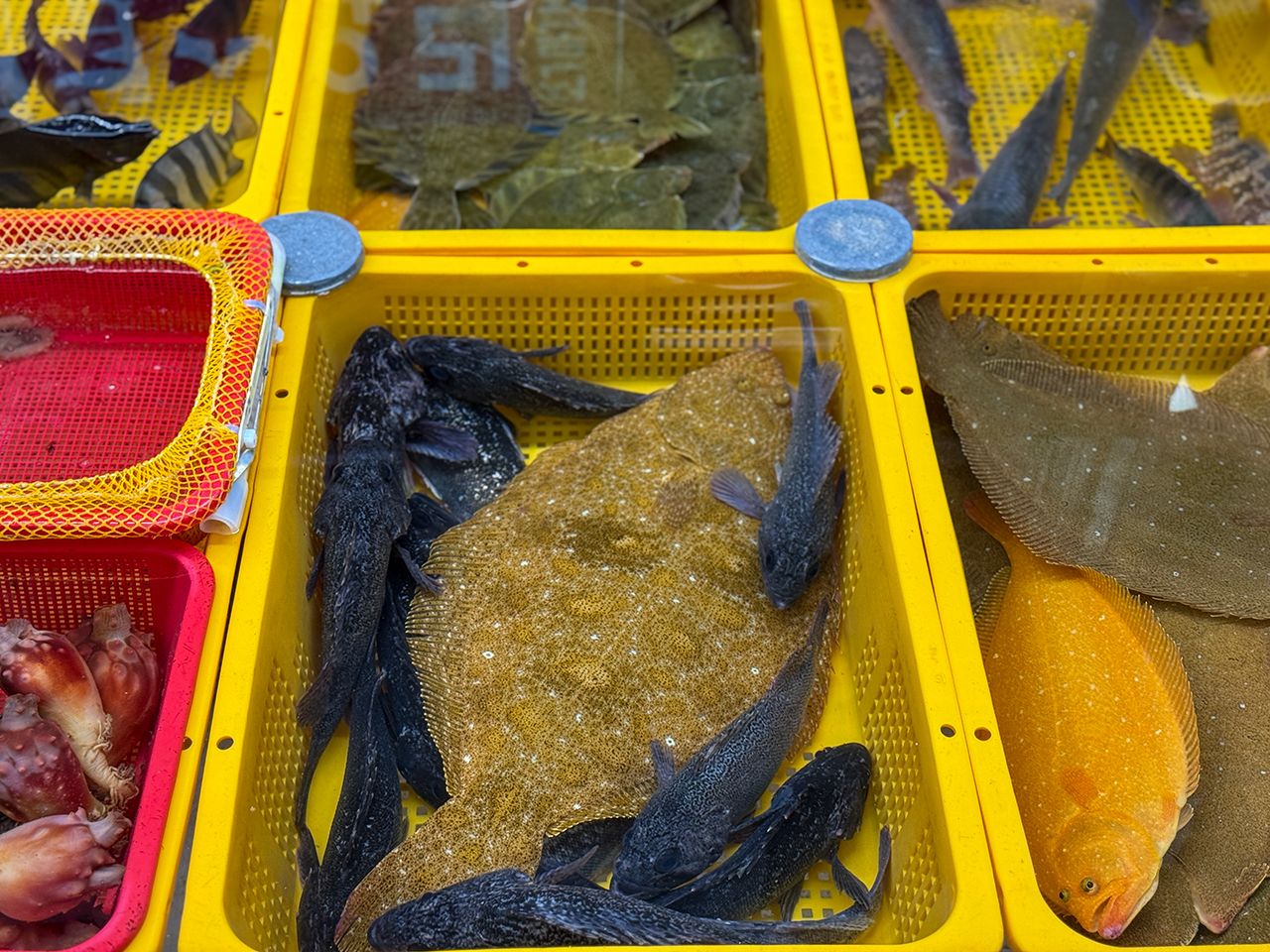 チャガルチ市場｜南浦洞(チャガルチ市場)(釜山)のショッピング店｜韓国