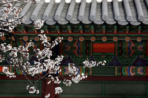 韓国の花 慣習 生活文化 住まい 韓国文化と生活 韓国旅行 コネスト