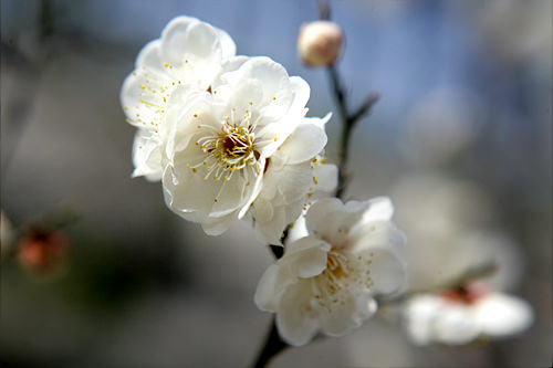 韓国の花 慣習 生活文化 住まい 韓国文化と生活 韓国旅行 コネスト 韓国の花 慣習 生活文化 住まい 韓国文化と生活 韓国旅行 コネスト