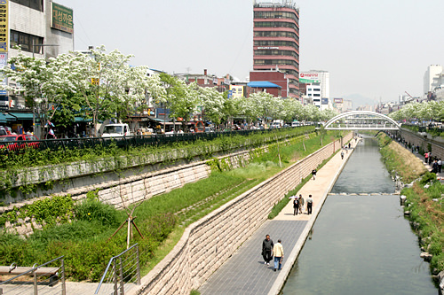 イパッナム(ヒトツバタゴ)
見頃:5~6月
名所:清渓川