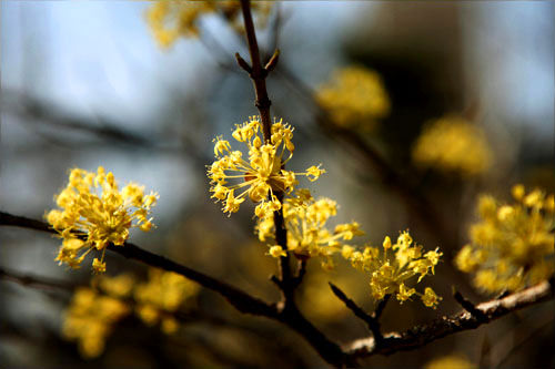 サンスユ(サンシュユ)
見頃:3月下旬~4月上旬