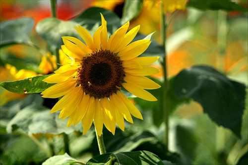 ヘバラギ(ヒマワリ)
見頃:8月~9月
名所:ハヌル公園、九里漢江(クリハンガン)市民公園