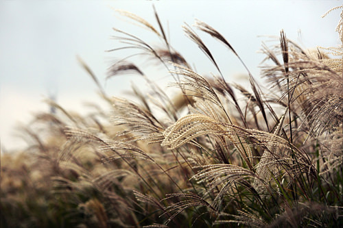 オッセ(ススキ)
見頃:10月初旬~中旬
名所:ハヌル公園、清渓川
花祭り:ハヌル公園ススキ祭り(毎年10月中旬)