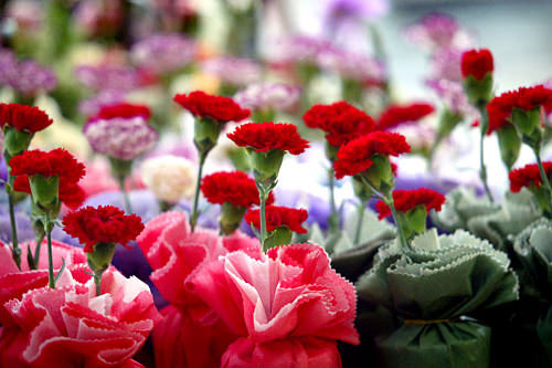 父母の日には日本と
同様カーネーションを