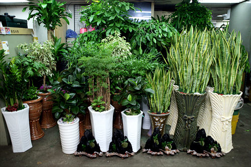 忠武路・進陽花商店街