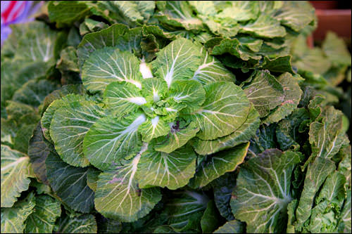 ポムトン
結球せず横に開いて成長した白菜。コッチョリ(薬味和え)にして食べるのが定番。