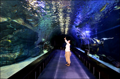 韓国最大規模の水族館SEA LIFE Busan Aquarium(シーライフ釜山アクアリウム)も人気