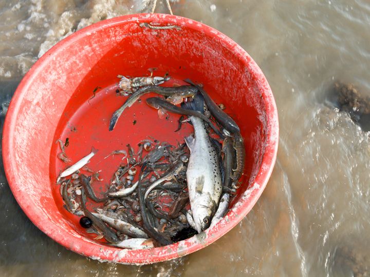 スズキの他にマスやエビ、カニなども