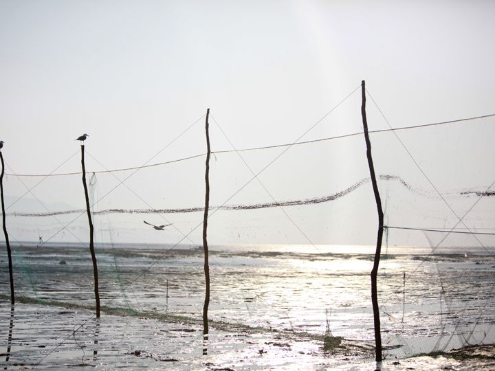 黄金色に輝く早朝の干潟