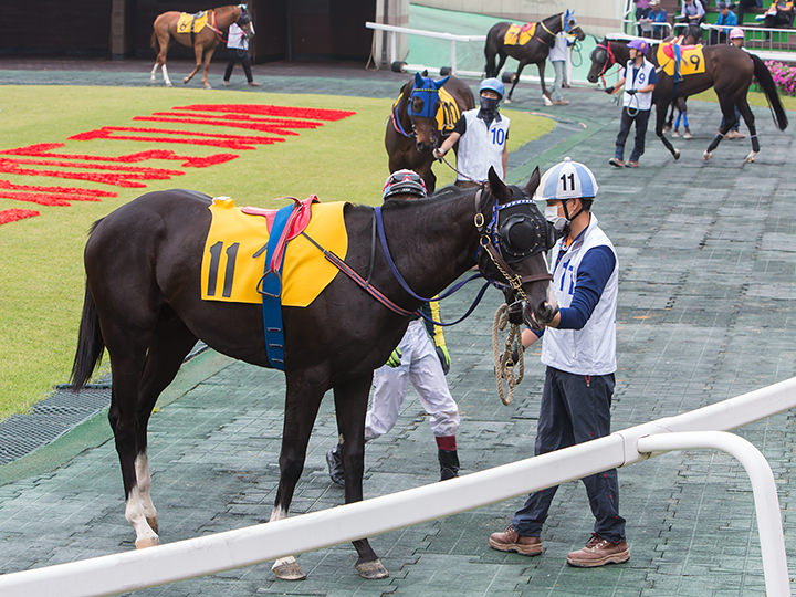 馬を間近で見られるパドック