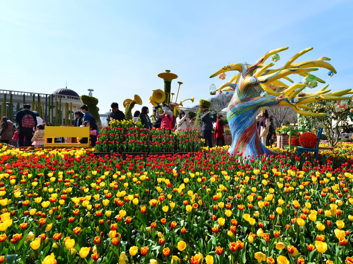 毎年春に開催される「チューリップ祭り」の様子