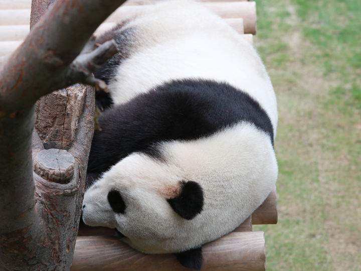 かわいいパンダの寝姿