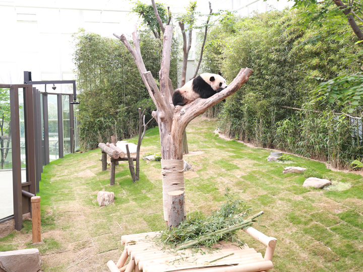 木登り中の「楽宝(ロバオ)」