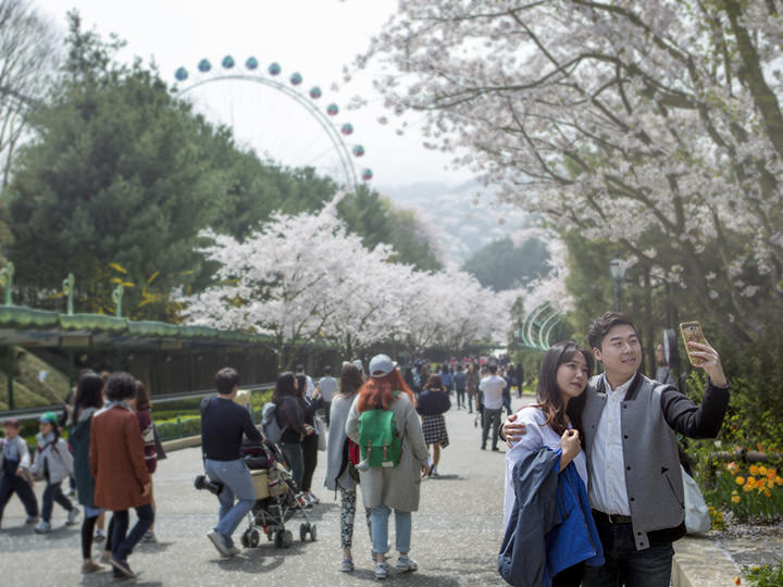 園内のいたるところに桜が