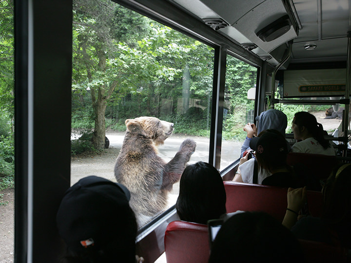 間近にクマの姿が