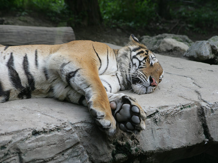 トラの肉球が見られるかも!