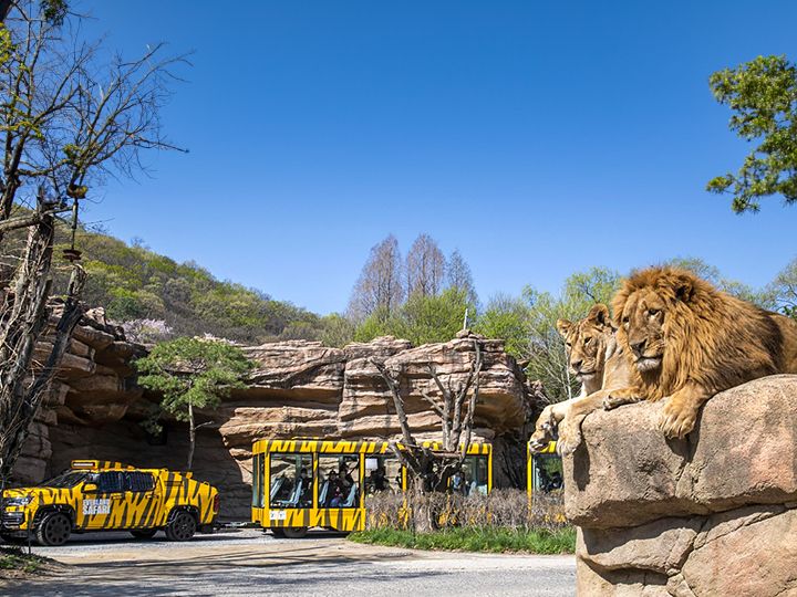 1.ズートピア
動物園エリア。「サファリワールド」「ロストバレー」は乗り物にのって見学!「パンダワールド」も必見!
©エバーランド