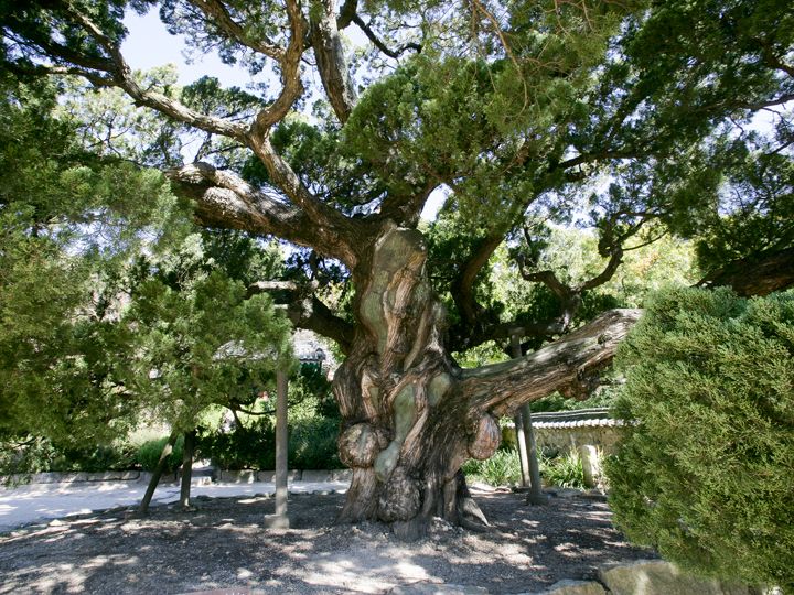 樹齢500年以上のイブキ