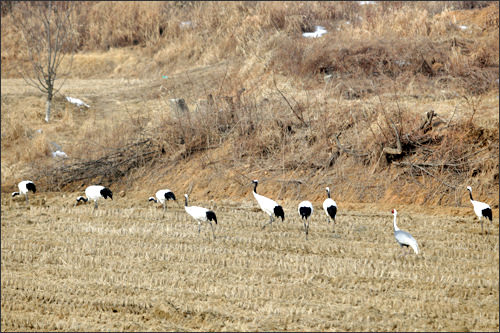 タンチョウの群れ