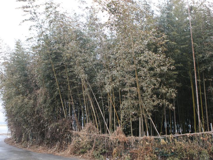 先祖代々の竹林で調達