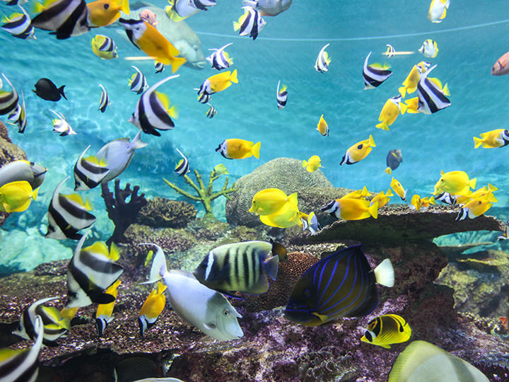 aquarium 