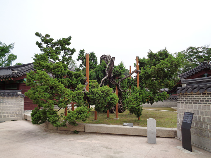 樹齢750年のイブキの巨木