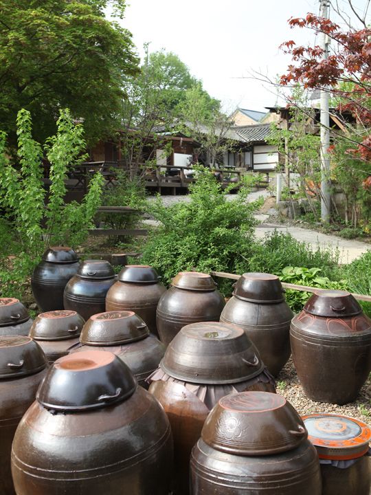自宅には木々や野草が生い茂る