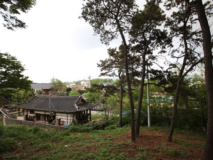 春には裏山から松花粉が舞う。醤の熟成と松花粉の関係は「チャングムの誓い」でも描かれた
