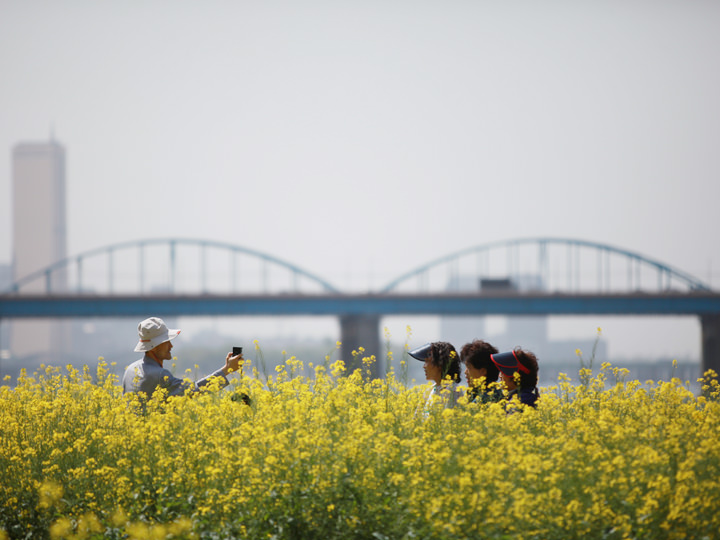 【5月】ソレ島 菜の花祭り
盤浦漢江市民公園にあり、春は菜の花でいっぱいに。菜の花祭りでは各種イベントも