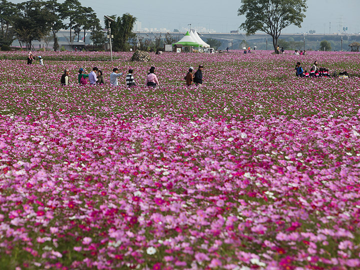 【9月】九里漢江公園 コスモス祭り
漢江公園の各所でコスモスが咲き誇る9月