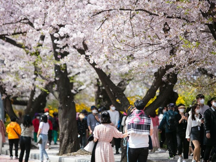 【4月】永登浦 汝矣島 春の花祭り
ソウルの桜の名所、汝矣島で開催。漢江沿いの桜並木を見ようと多くの人が訪れる